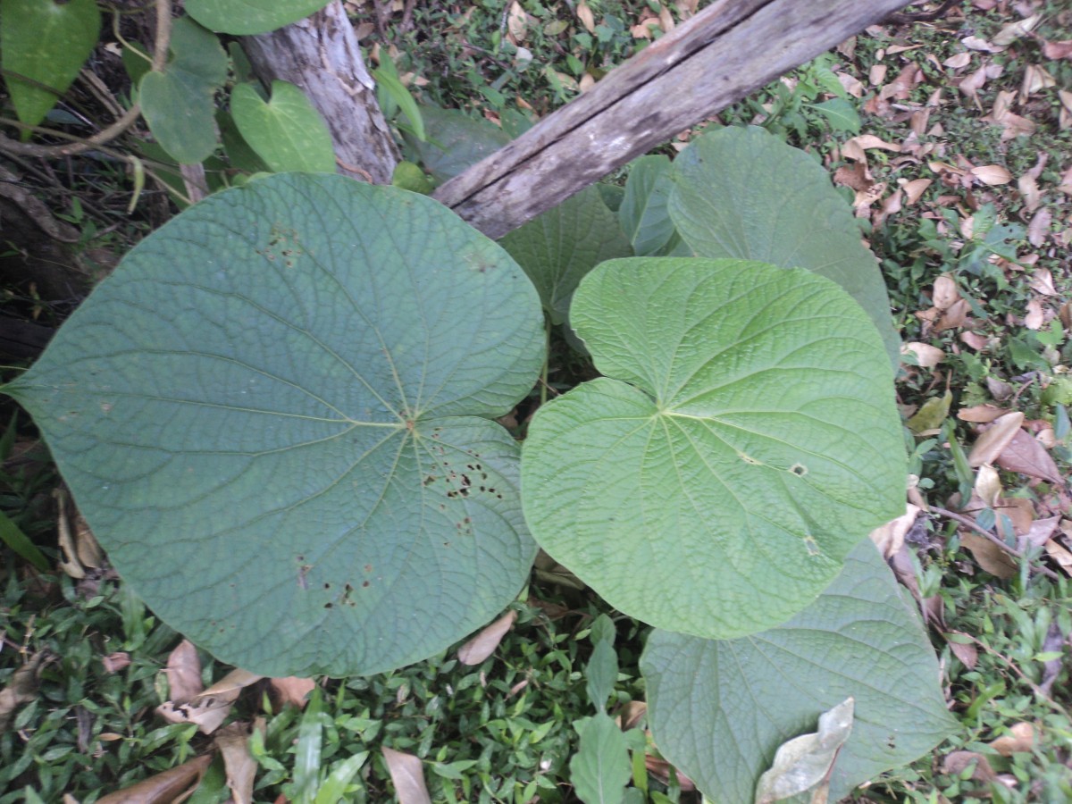 Piper umbellatum L.